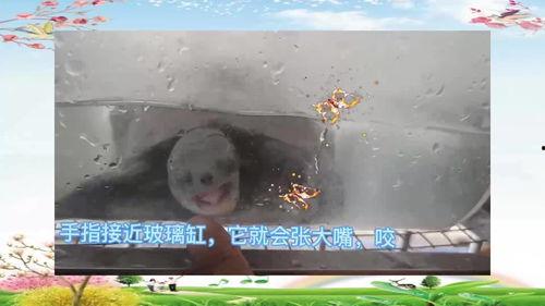 乌龟吃哈密瓜行吗,一场意外的美食之旅