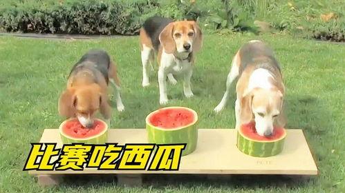 狗子吃瓜吗,揭秘它们对“吃瓜”的独特看法