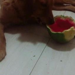 吃瓜的胖丁,揭秘娱乐圈的甜蜜与苦涩