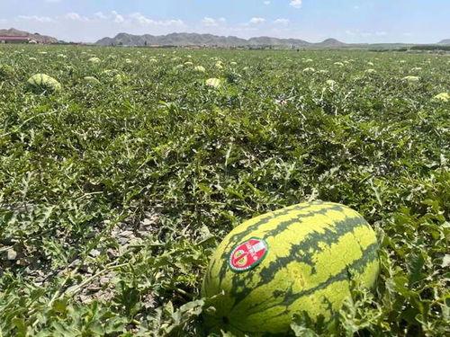 吃瓜的宁夏人民,吃瓜群众眼中的宁夏风情