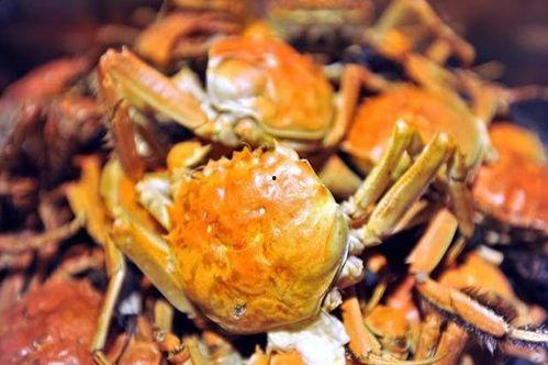 瓜哥吃瓜螃蟹视频,一场味蕾与视觉的双重盛宴